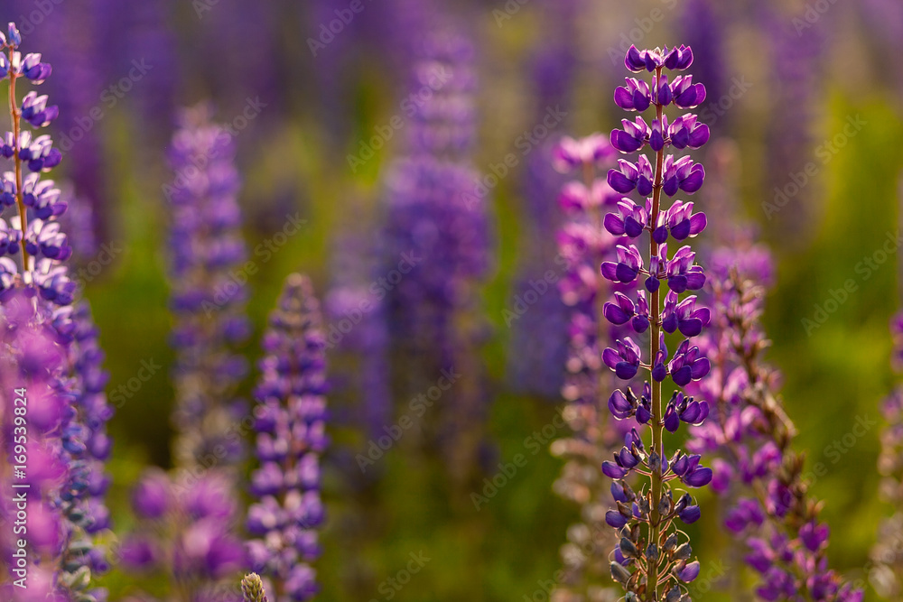 Field of Lupinus, commonly known as lupin or lupine Field of Lupinus, commonly known as lupin or lupine