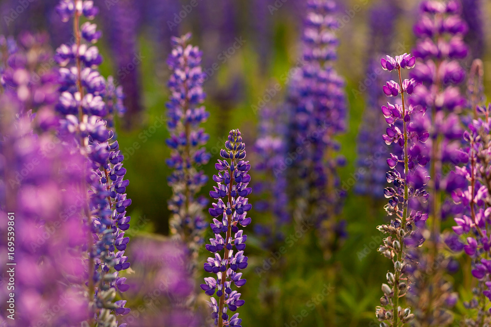 Fototapeta premium Field of Lupinus, commonly known as lupin or lupine