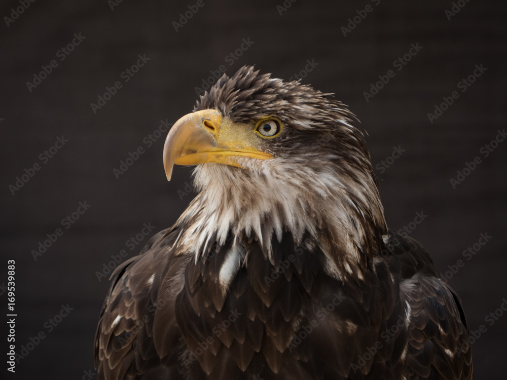 portrait of an eagle portrait of an eagle