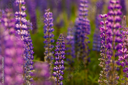 Field of Lupinus, commonly known as lupin or lupine