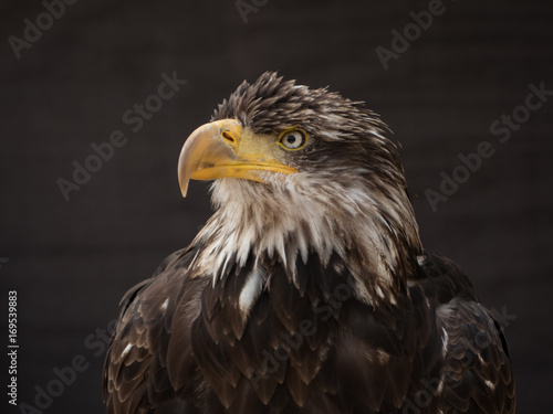 portrait of an eagle © klickit24
