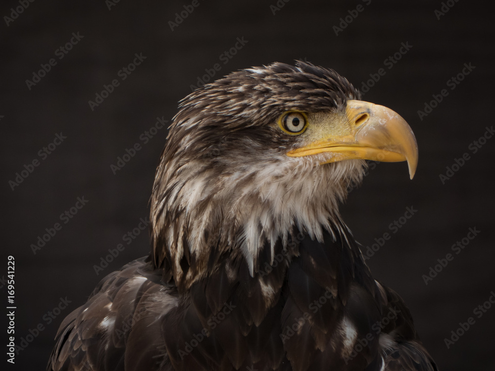 Obraz premium portrait of an eagle