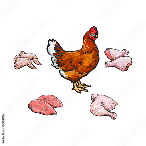 vector chicken and cutted meat parts set sketch cartoon isolated illustration on a white background. Farm domestic bird hen, legs thigh wings and raw liver. Raw poultry cutted meat collection