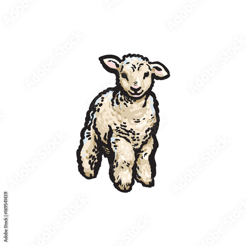 vector sketch cartoon style lamb. Isolated illustration on a white background. Hand drawn animal without horns. Cattle, farm cloven-hoofed livestock animal, wool, lamb products design object