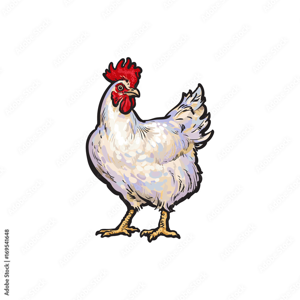 vector cartoon hand drawn sketch white colored rooster, cock. Isolated  illustration on a white background. Farm poultry chicken Stock Vector |  Adobe Stock