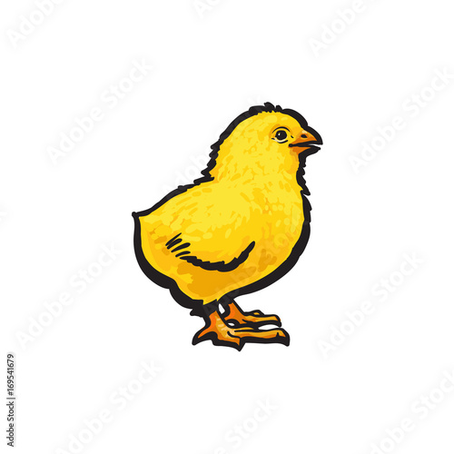 vector cartoon hand drawn sketch yellow color small chick. Isolated  illustration on a white background. Farm poultry chicken Stock Vector |  Adobe Stock