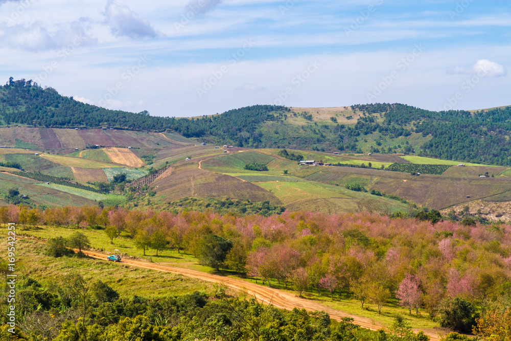 Cherry blossoms are blooming on the mountain in Phu Lom Lo, Phitsanulok Province, Thailand. Cherry blossoms are blooming on the mountain in Phu Lom Lo, Phitsanulok Province, Thailand.