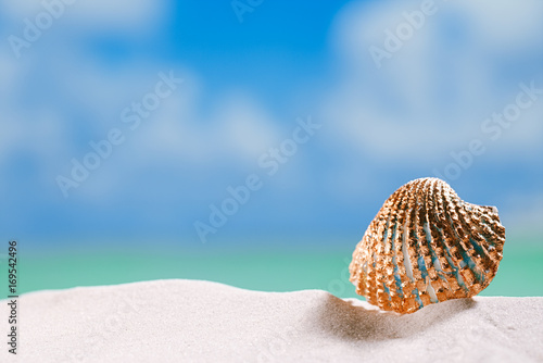 golden tropical shell on sea beach with sand under sunrise sun light