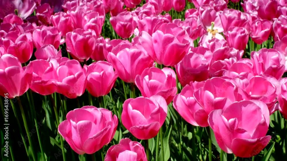 Blooming tulips in Keukenhof flower garden. Lisse, the Netherlands. Blooming tulips in Keukenhof flower garden. Lisse, the Netherlands.