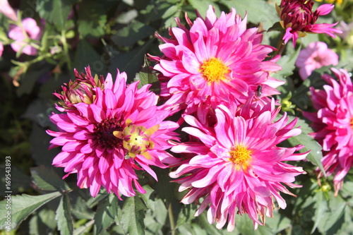 pinke Sommerblumen