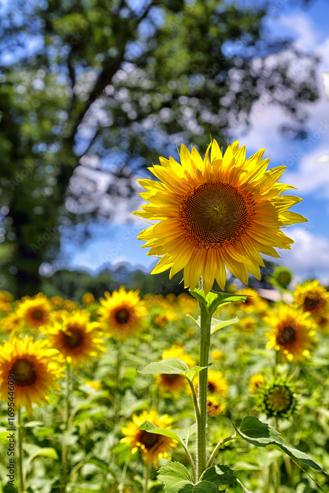 Obraz premium One Tall Sunflower