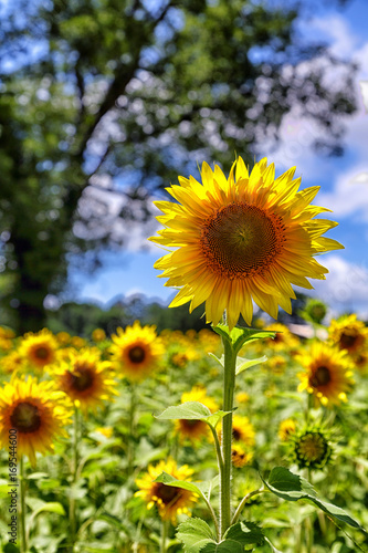 One Tall Sunflower
