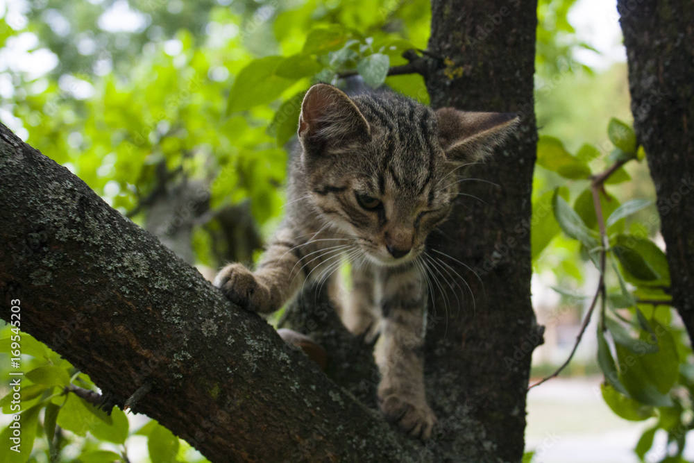 kitty cat on a tree
