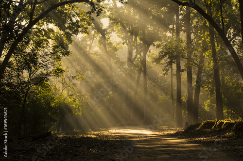 Fototapeta Naklejka Na Ścianę i Meble -  Green Gold
