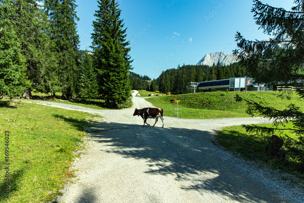 cow in austrian mountains