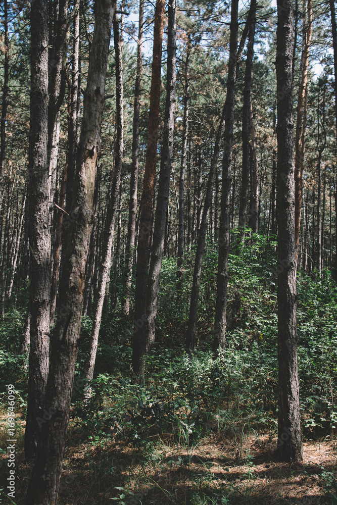 Obraz premium Dense forest