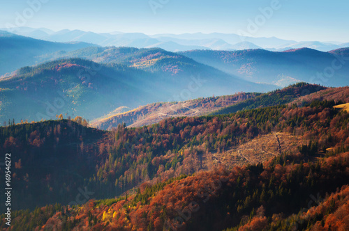 Spectacular view of hills of a smoky mountain range covered in red, orange and yellow deciduous forest and green pine trees under blue cloudless sky on a warm fall day in October. Carpathians, Ukraine