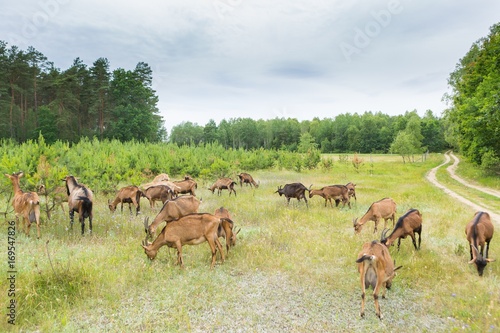 Goats grazing on grass. Farm animals. © milosz_g