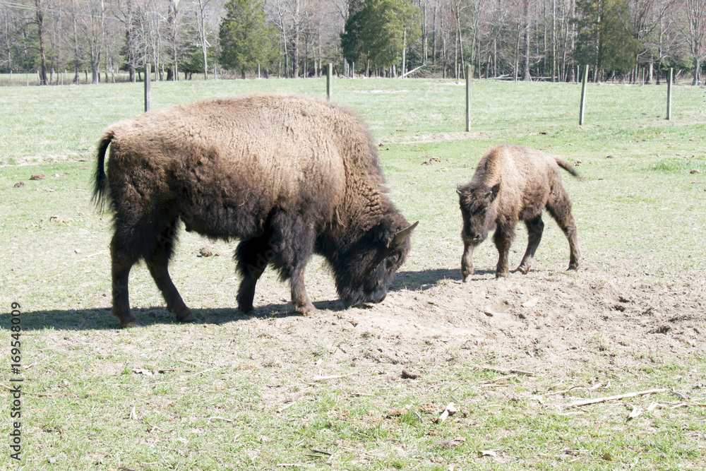 A bison cow with calf on a farm that raisies bison for commercial use. A bison cow with calf on a farm that raisies bison for commercial use.