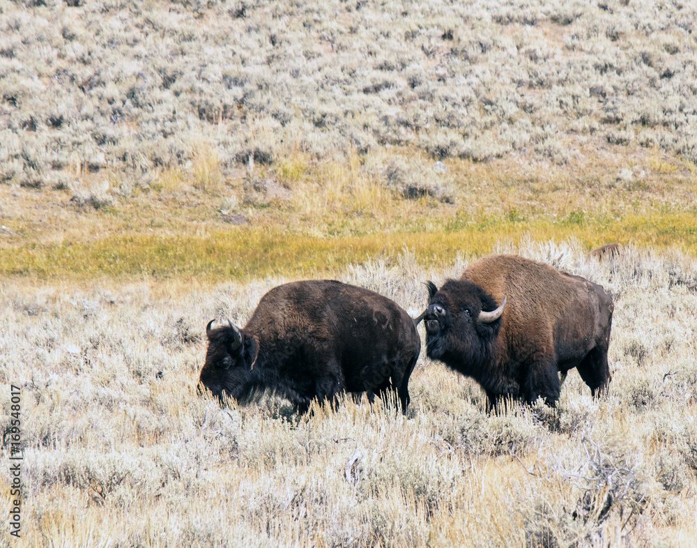 A pair of bison begin the breeding ritual. A pair of bison begin the breeding ritual.