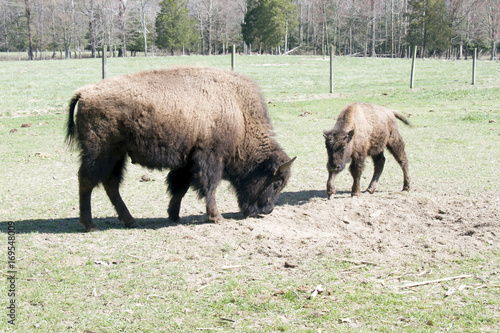 A bison cow with calf on a farm that raisies bison for commercial use. © Allen