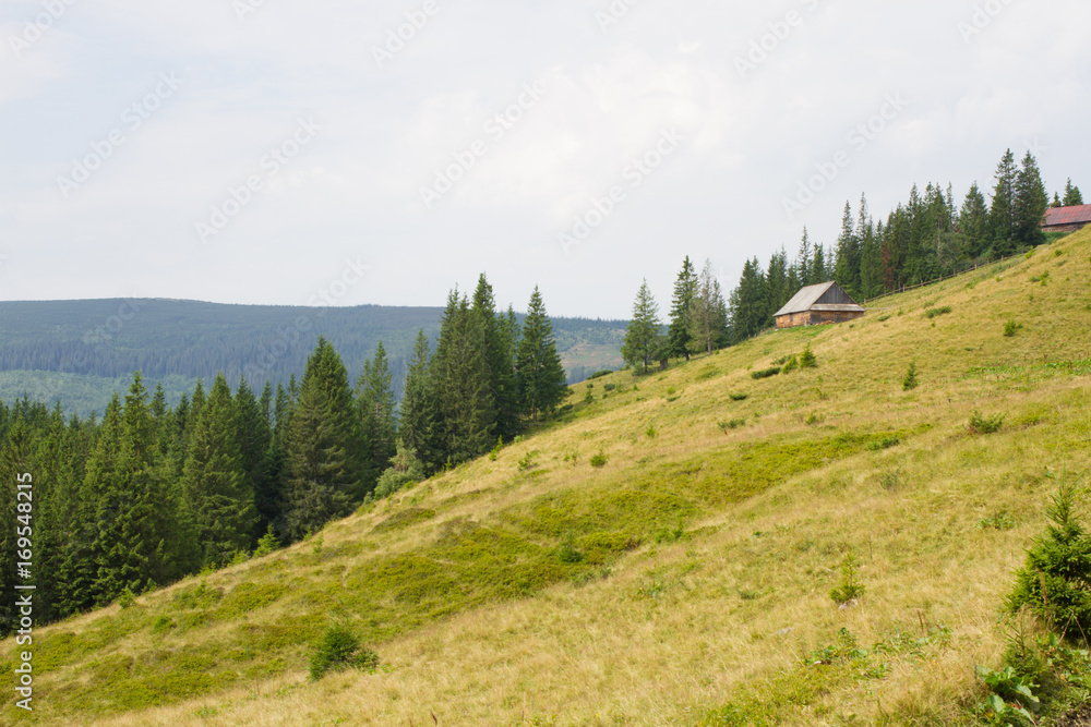 Fototapeta premium Spruce forest in the Ukrainian Carpathians. Sustainable clear ecosystem