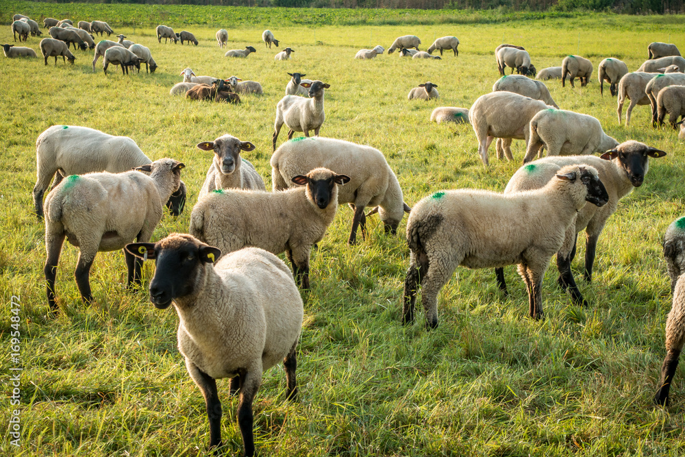 Obraz premium Schafe und Esel