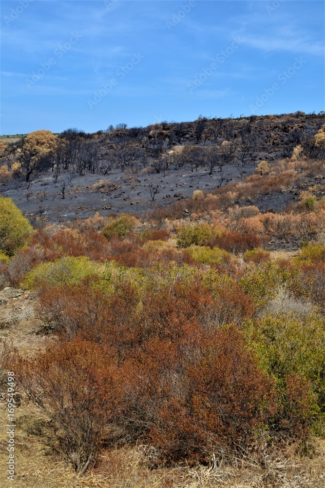 Verbrannter Wald Verbrannter Wald