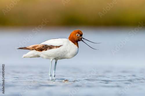 red necked avocet - Western Treatment Plant