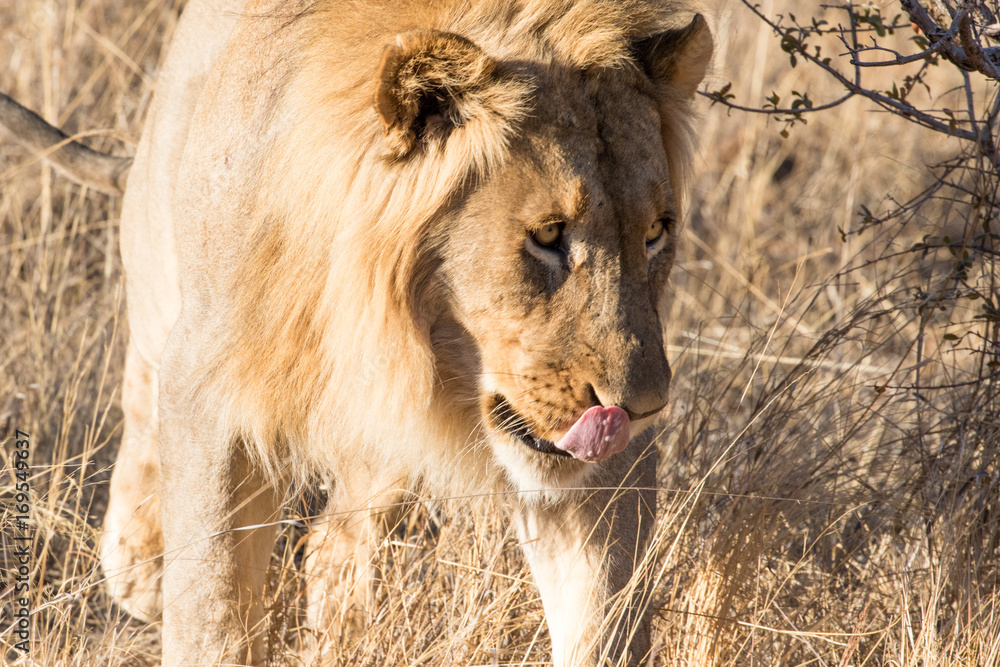 Naklejka premium Wild lion