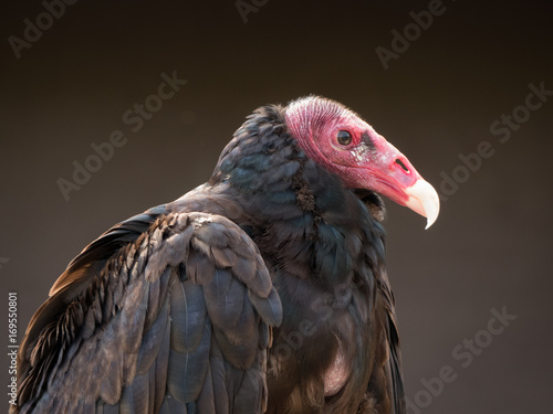 Canvas Print portrait on a vulture