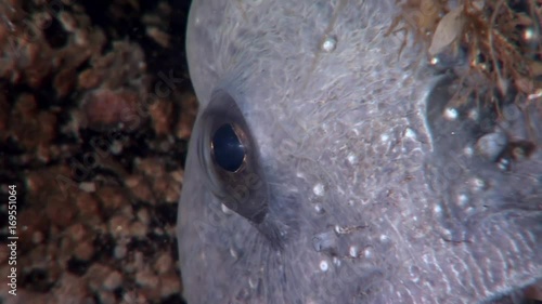 Lancet fish catfish on seabed underwater in ocean of White Sea. Swimming in amazing world of beautiful wildlife. Inhabitants in search of food. Abyssal relax diving. photo