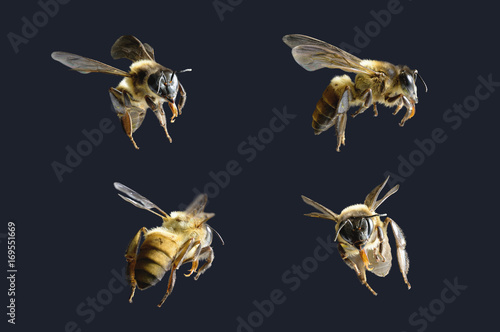 a bee Flying Isolated on black background photo