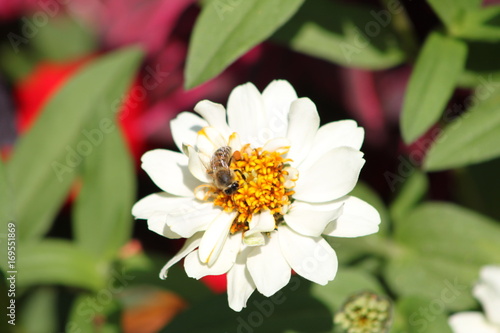 Biene bestäubt weißer Blüte auf einer Sommerwiese