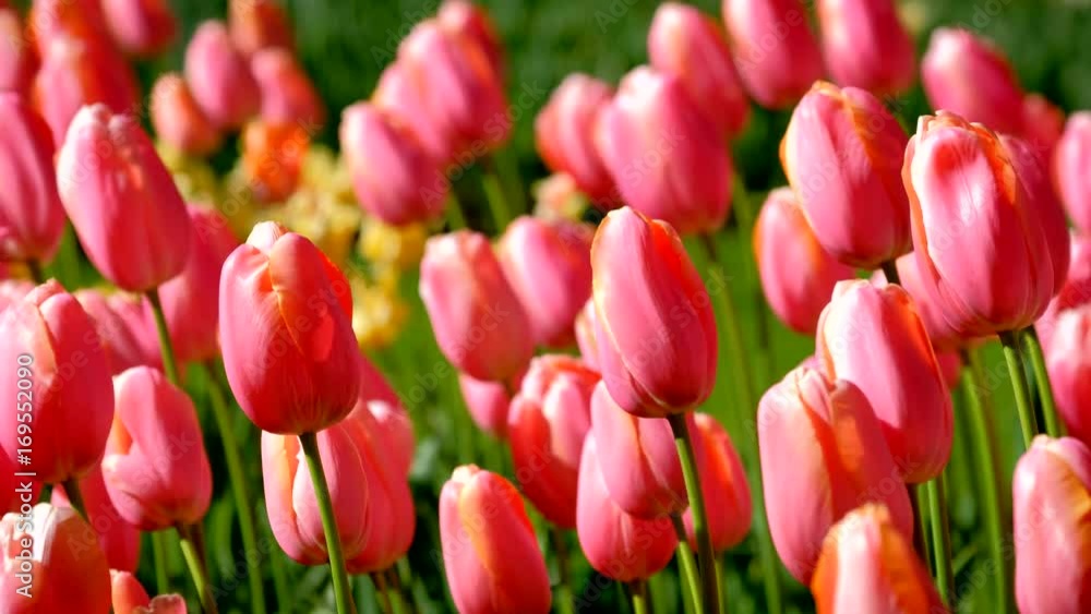 Blooming tulips in Keukenhof flower garden. Lisse, the Netherlands. Blooming tulips in Keukenhof flower garden. Lisse, the Netherlands.