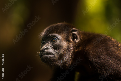 Portrait eines Brüllaffen in Costa Rica