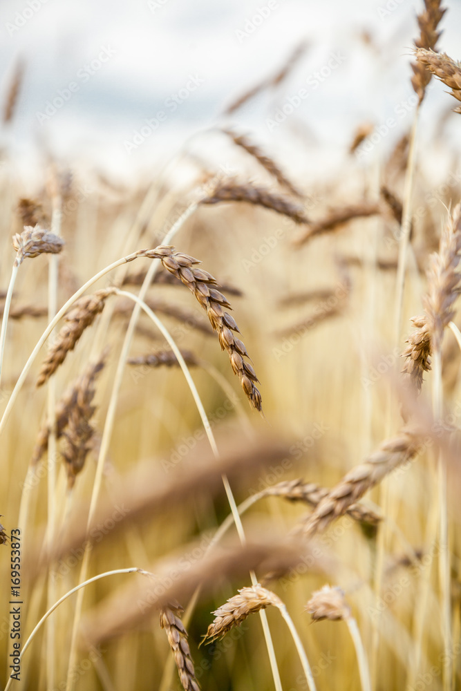 Fototapeta premium Landscape with the wheat field
