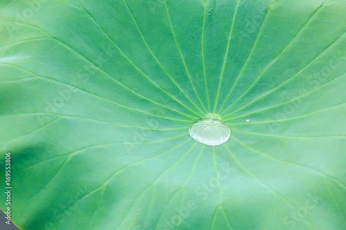 Green lotus leaf grows in pond