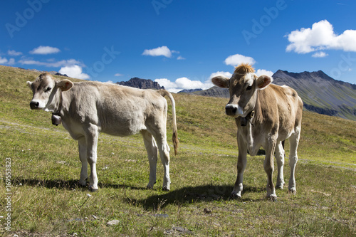 Cattle grazing in meadow against mountains