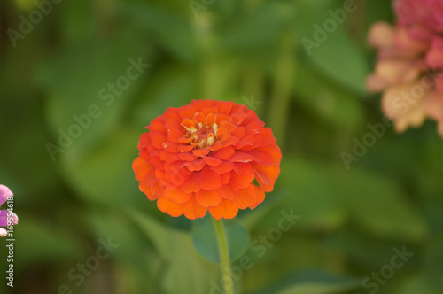 Fototapeta Naklejka Na Ścianę i Meble -  Orange Flower