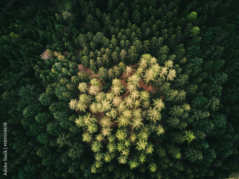 Moody Forest Moody Forest