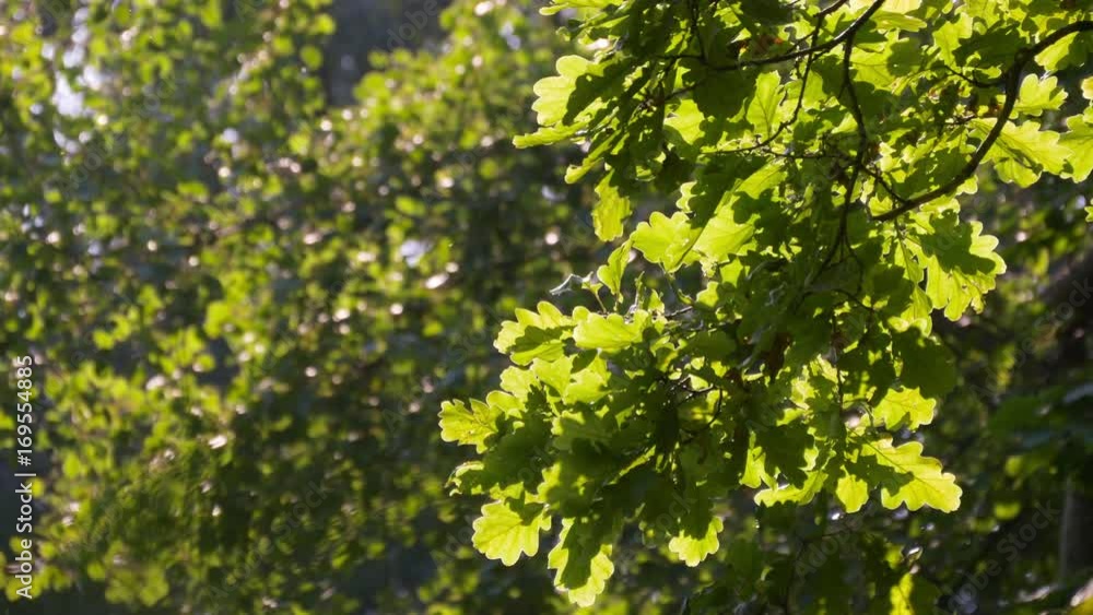 Oak Green Leaves On A Tree And Bright Sun Oak Green Leaves On A Tree And Bright Sun