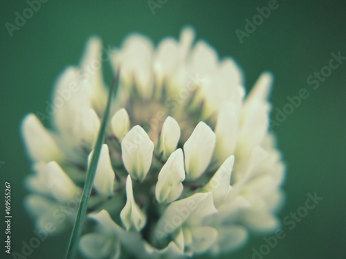 Trifolium Multicolor