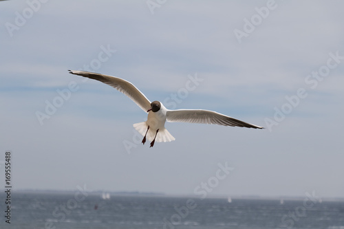 Zwartkopmeeuw - Blackheaded Seagull flying