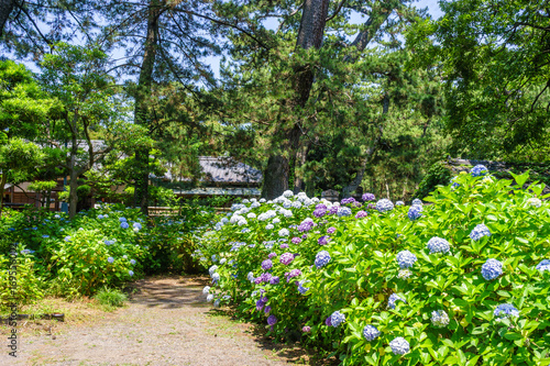Fototapeta Naklejka Na Ścianę i Meble -  沼津御用邸記念公園のアジサイ