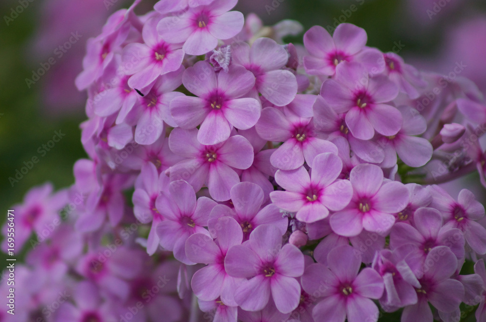 Purple Flower Close-up