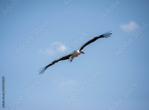 Cigogne Puy du Fou Vend  e France