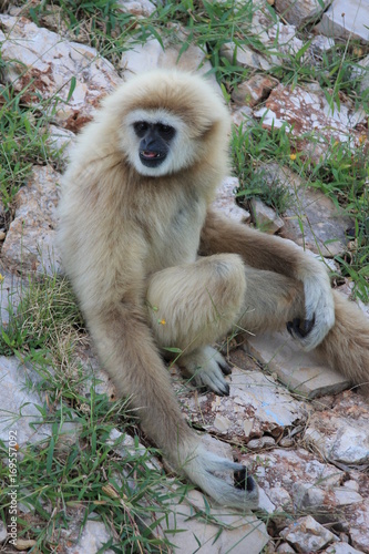 Wallpaper Mural Affe Torontodigital.ca