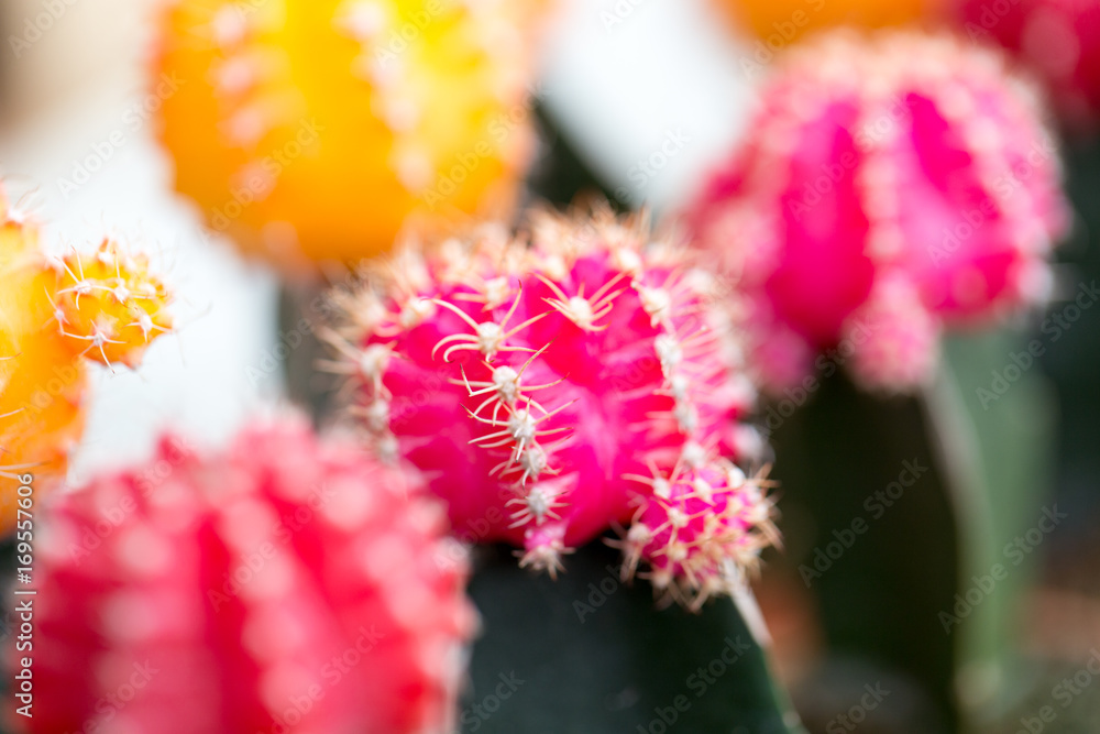 Close up thorns of cactus, Backgrounds of Cactus. Close up thorns of cactus, Backgrounds of Cactus.