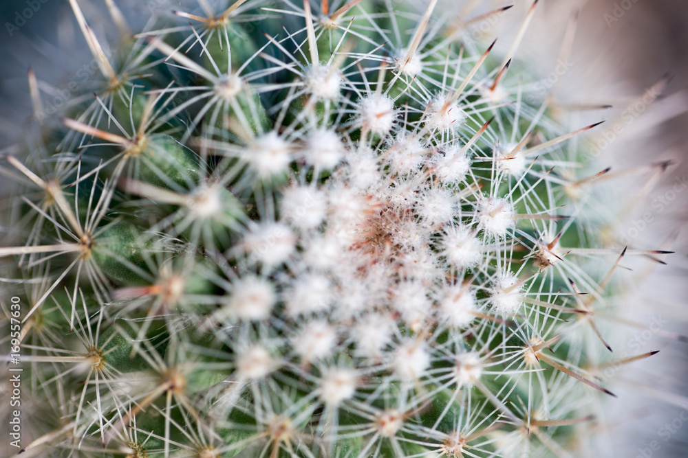 Close up thorns of cactus, Backgrounds of Cactus. Close up thorns of cactus, Backgrounds of Cactus.